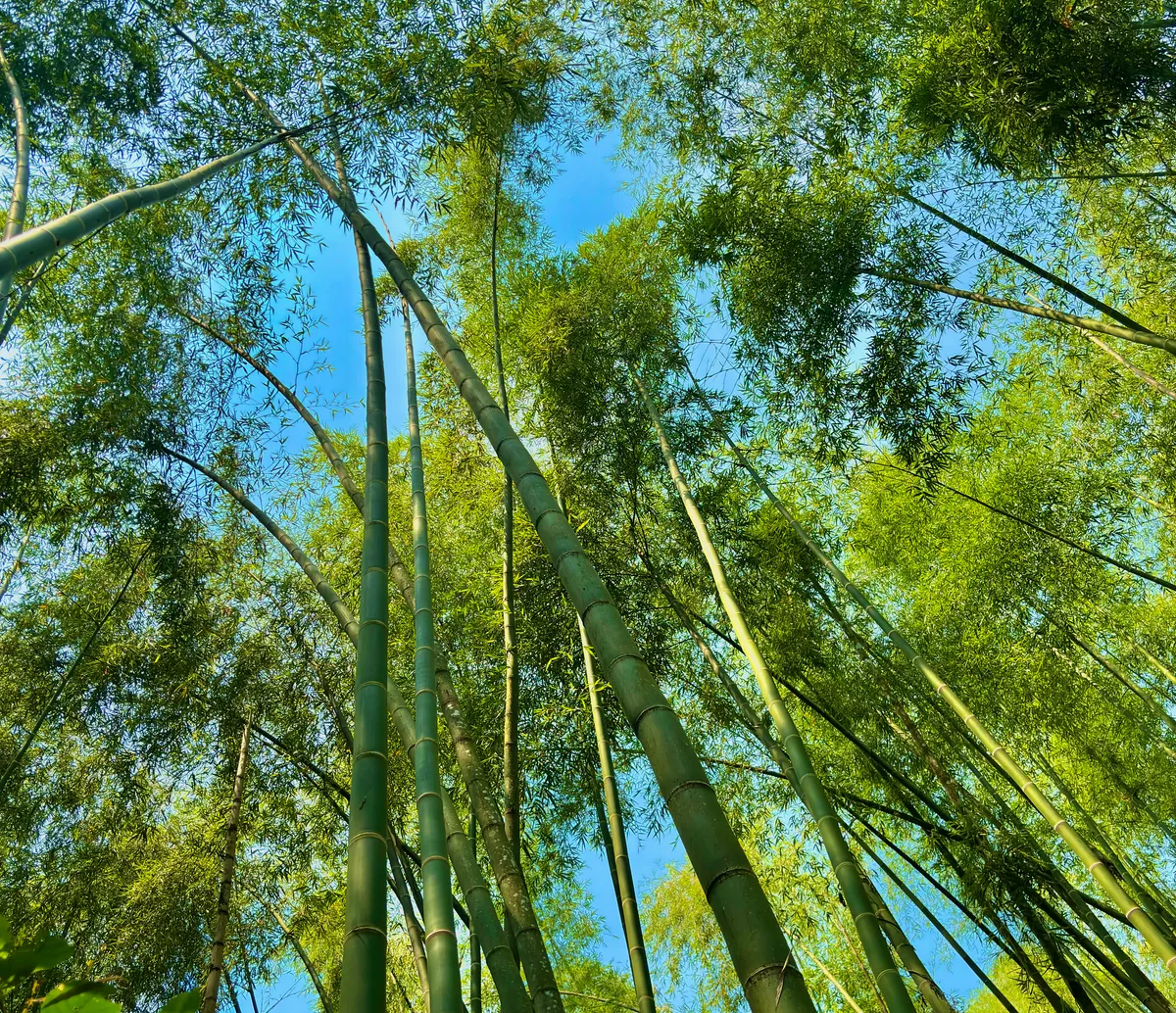 El bambú, la madera