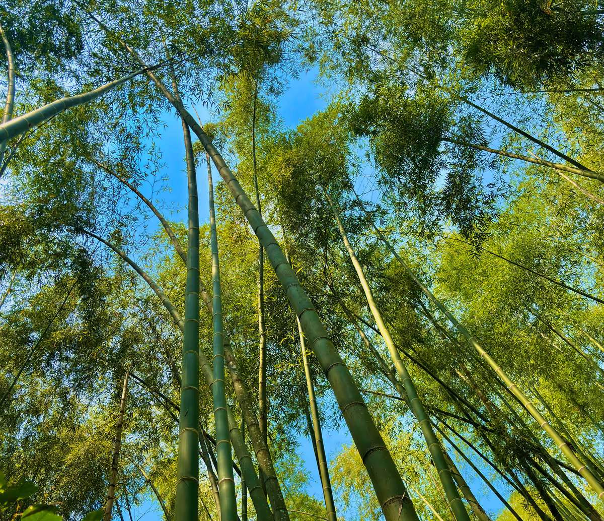 Bosque de Guadua angustifolia visto desde abajo hacia el cielo en la finca de marcaBambú