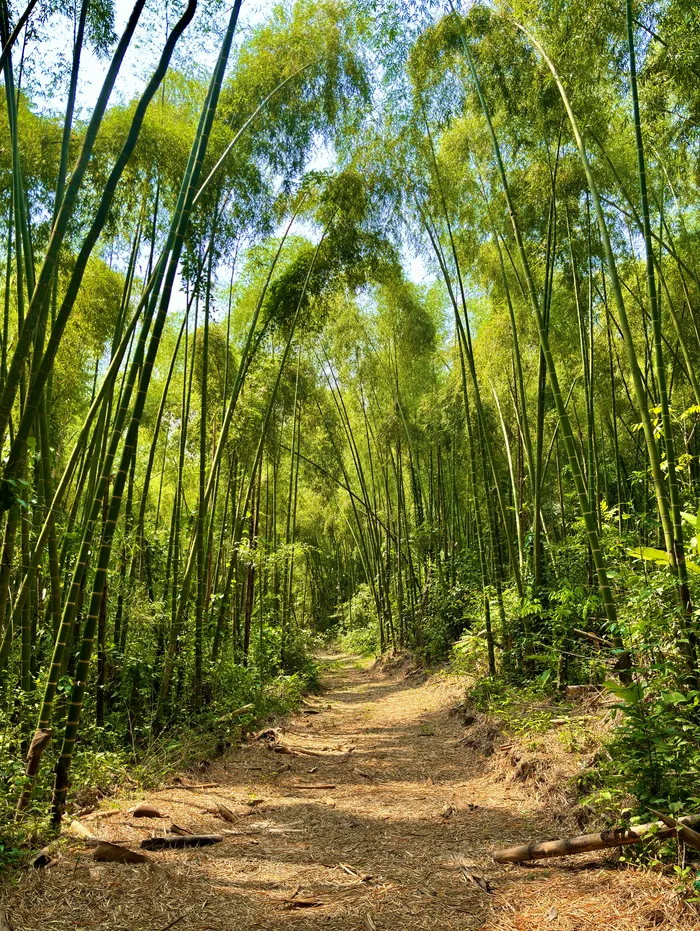 Culmo de Guadua en la plantación