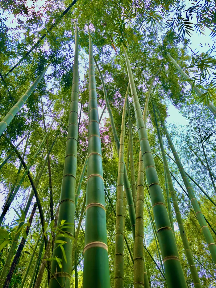 Detalle de culmo de bambú gigante