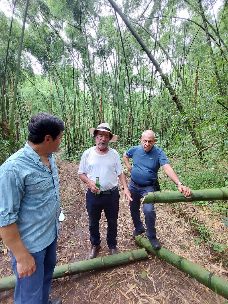 Culmos en proceso de tratamiento