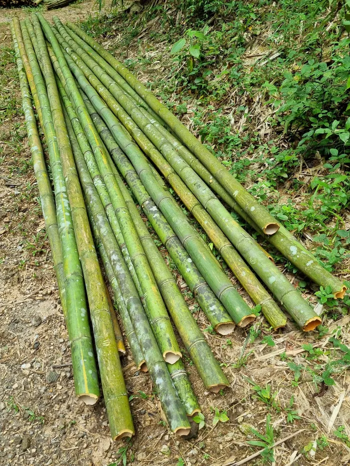 Culmos de bambú recién cortados