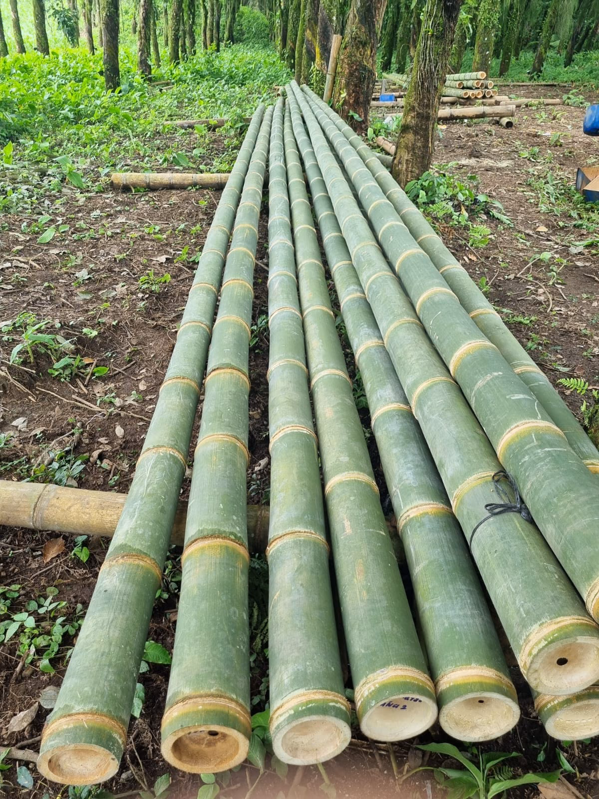 Culmos de Guadua listos para exportar, apilados en la finca de marcaBambú