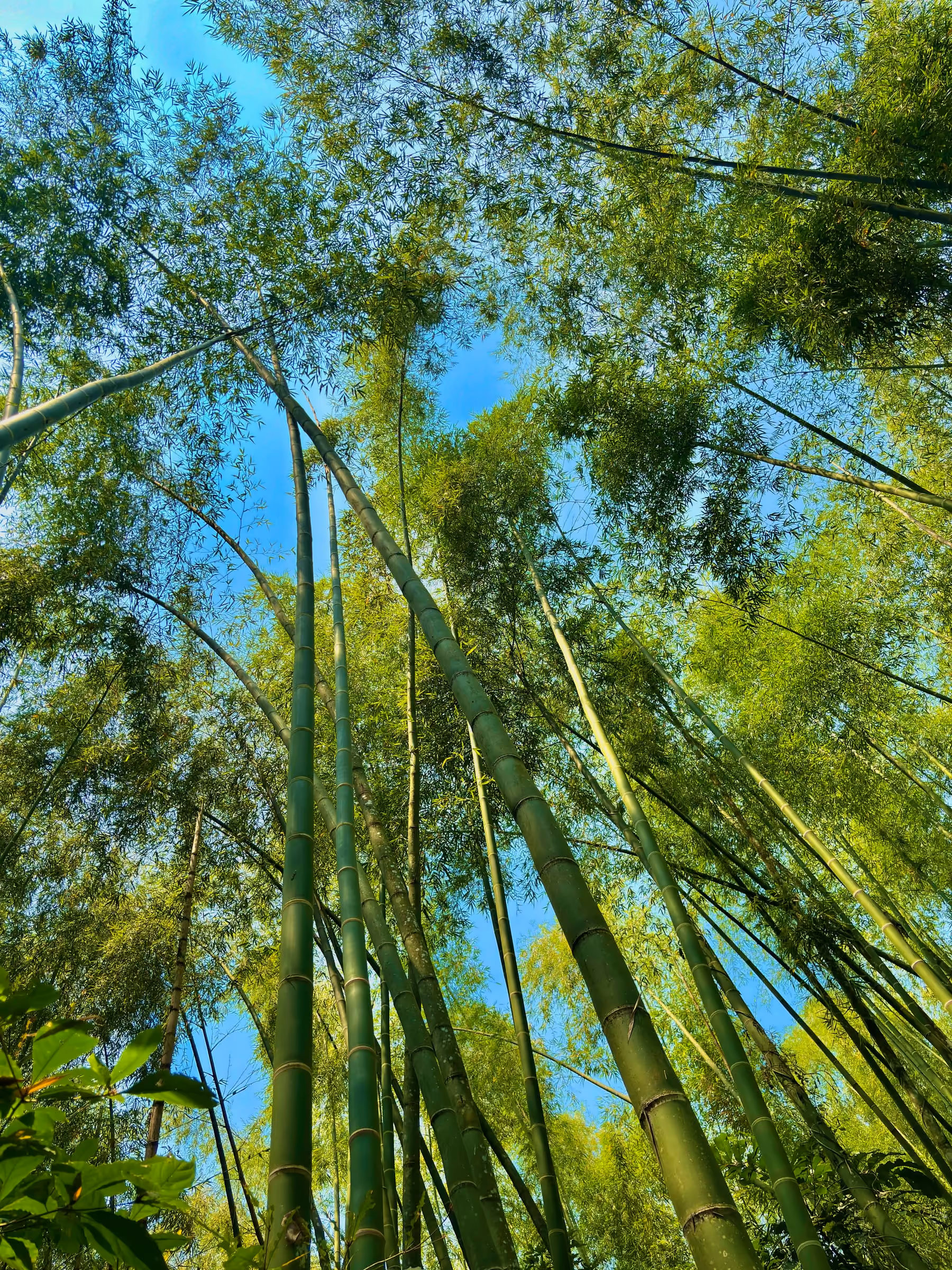 Escena 1 del viaje del bambú: El bosque — marcaBambú