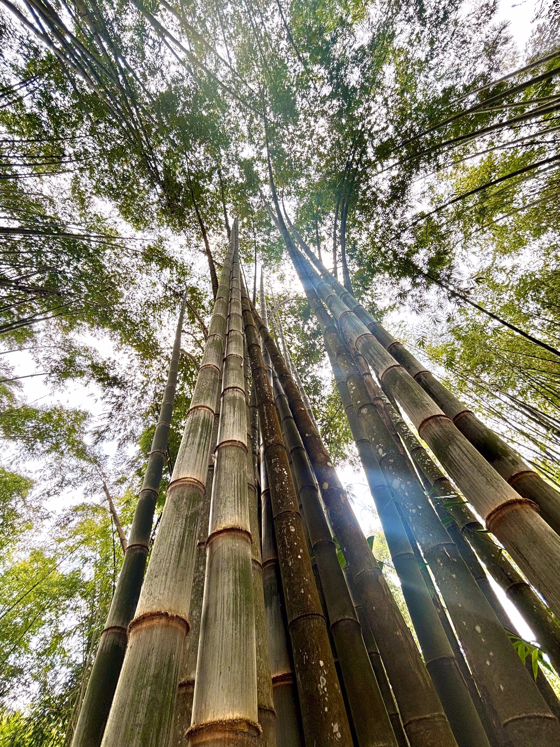 Bosque vivo de culmos de bambú Guadua elevándose hacia el cielo en la plantación de marcaBambú en Guatemala