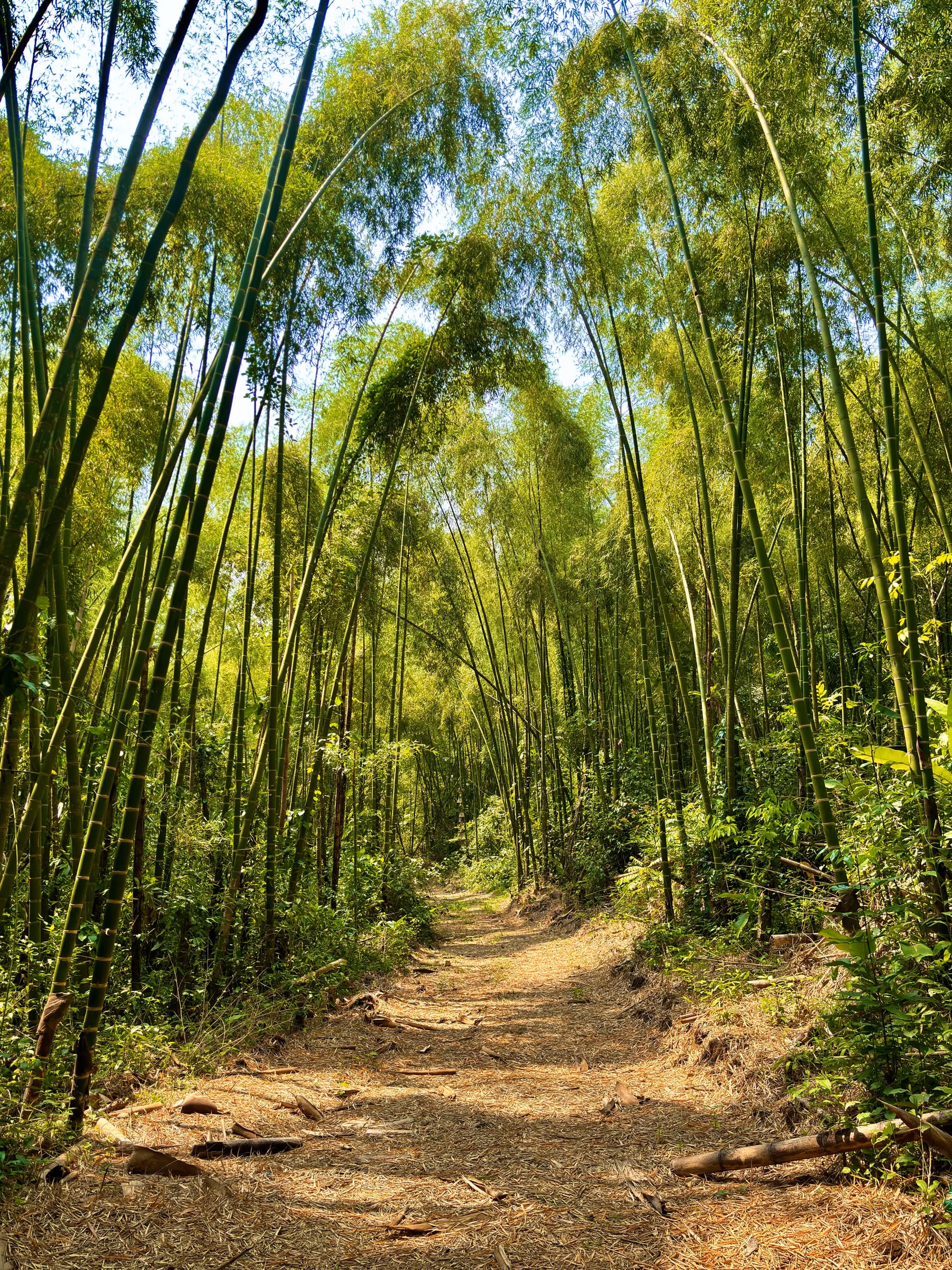 Sendero entre un bosque vivo de bambú en la plantación de marcaBambú