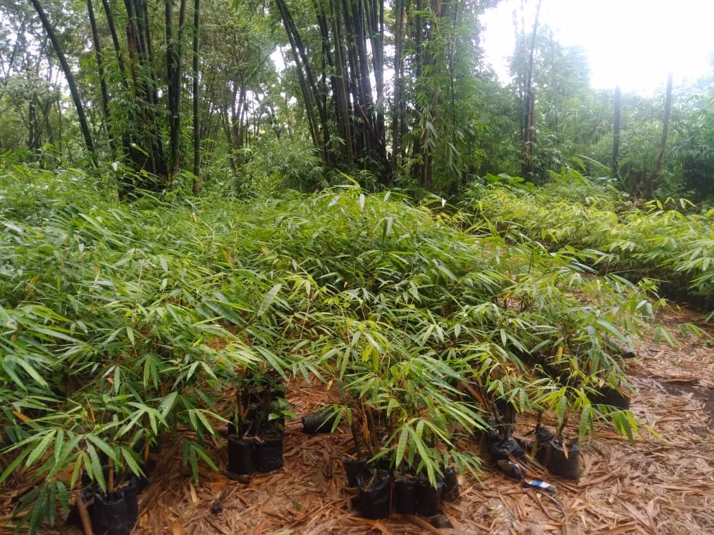 Hileras de bambú joven creciendo en el vivero