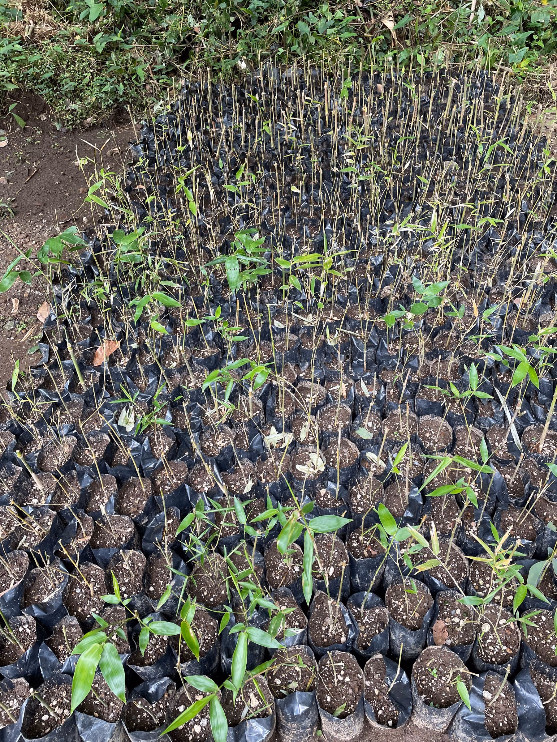 Nuestro vivero
