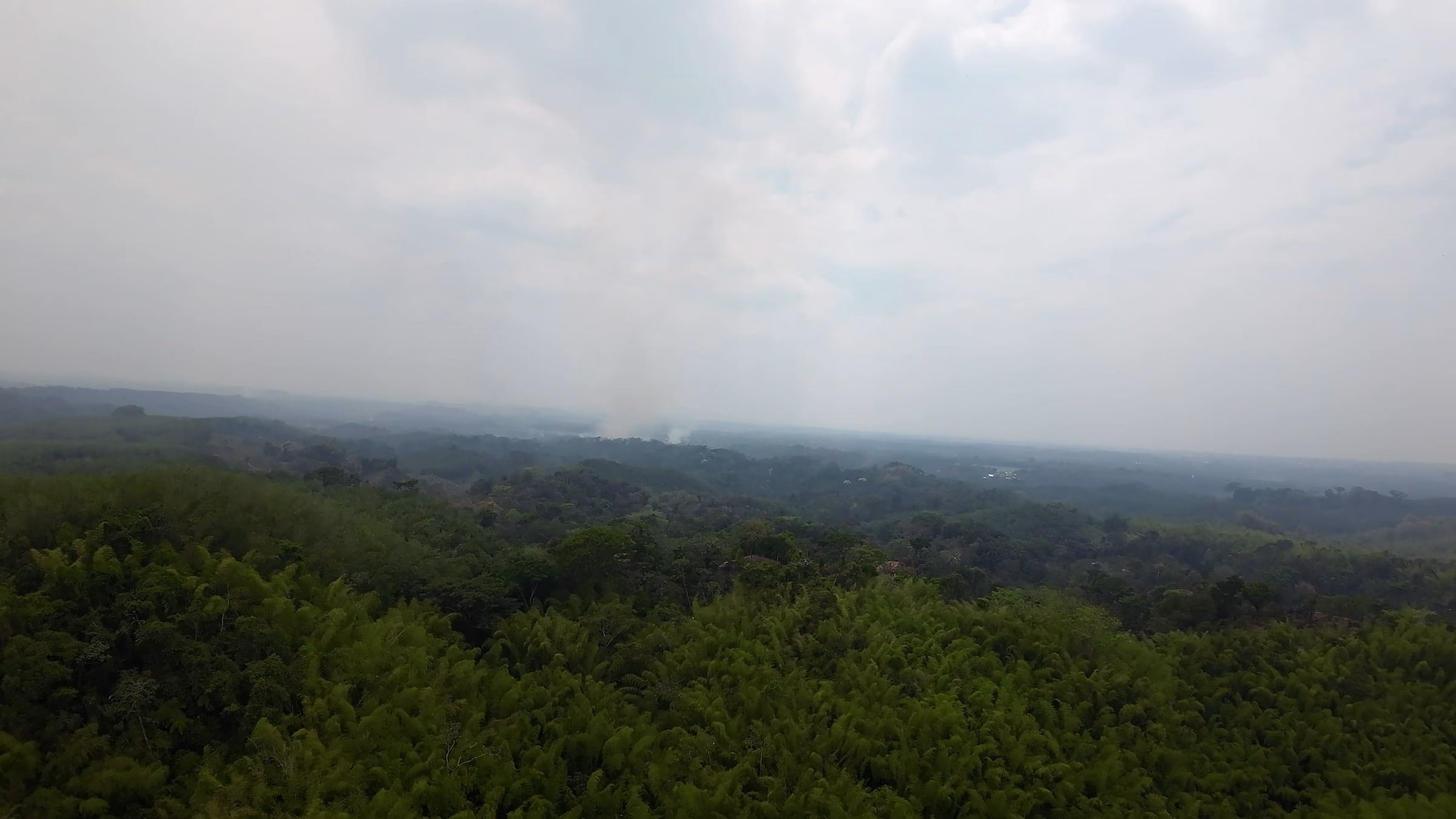 Vista aérea de la plantación de bambú de marcaBambú en San Antonio Suchitepéquez, Guatemala — el bambú regenerándose en el dosel