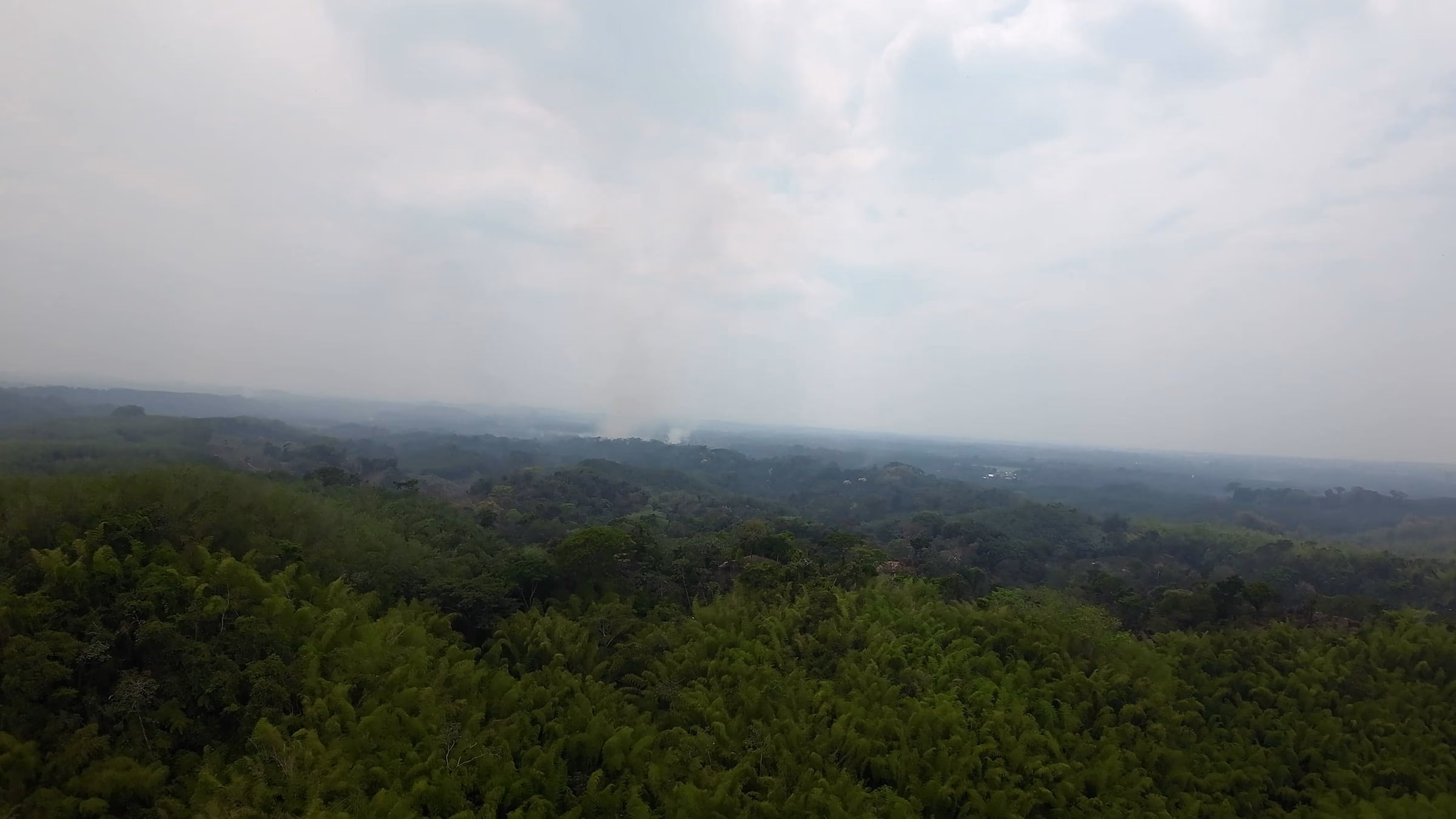 Bosques de bambú extendidos sobre Finca El Marne y La Montaña, vistos desde el aire