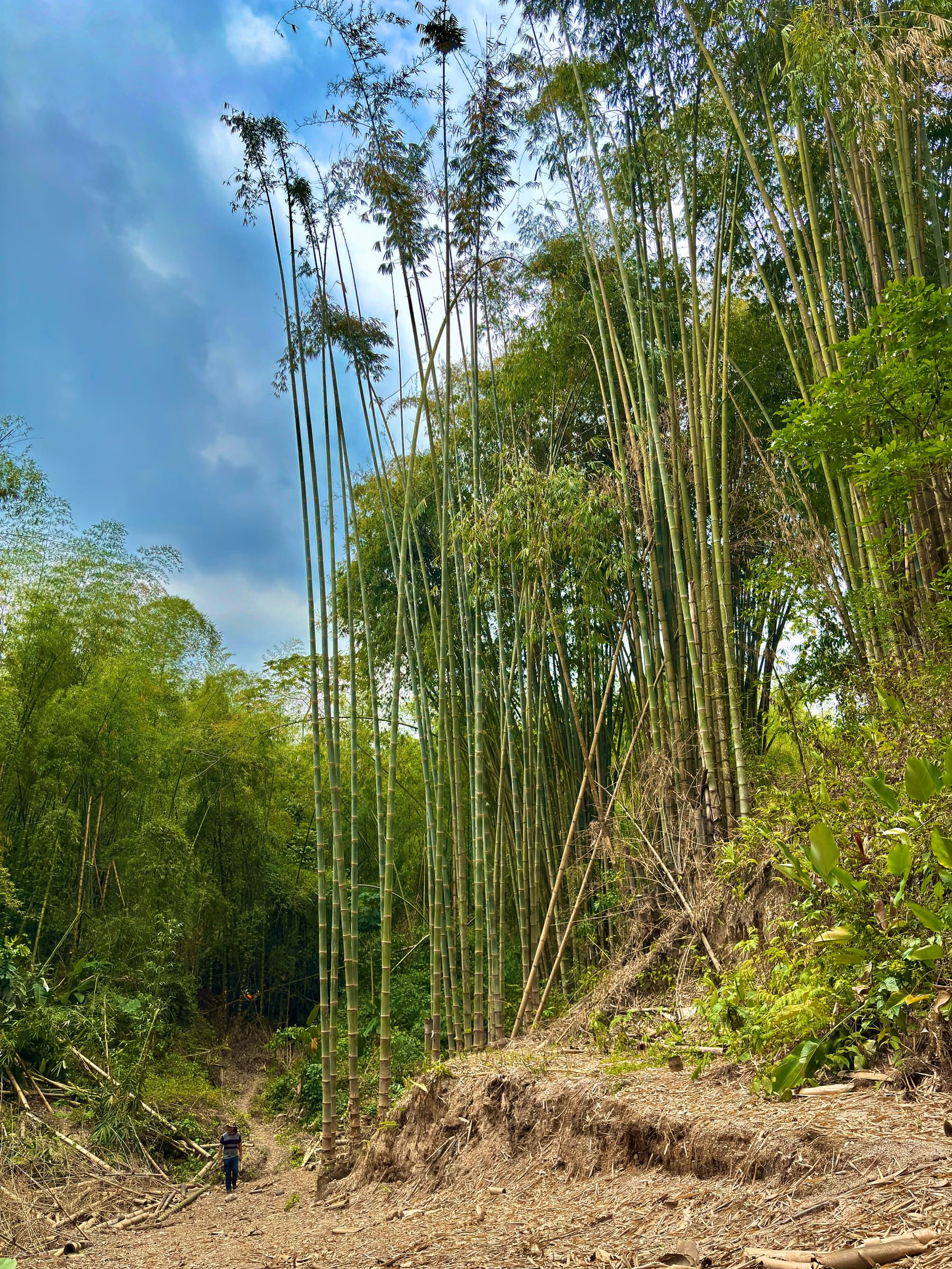 Plantación de bambú de marcaBambú